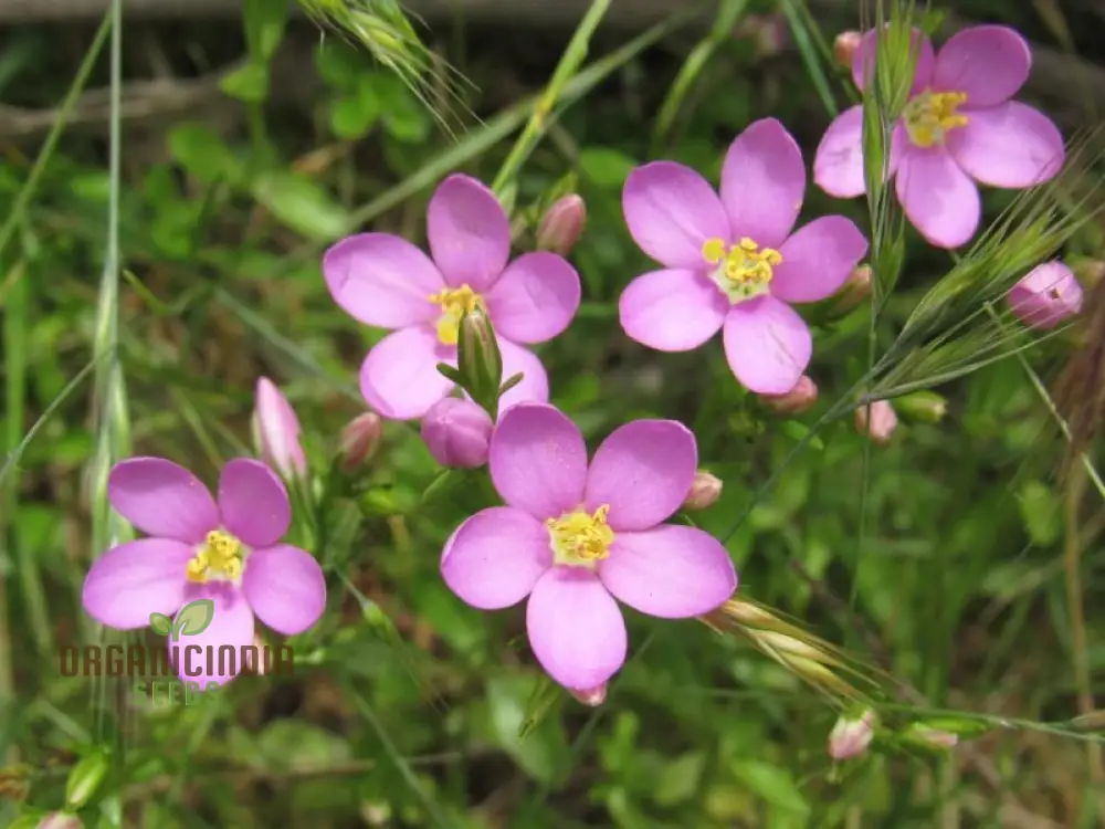 Centaurium Scilloides Seeds – Premium Wildflower Variety for Beautiful Garden Blooms - Image 3