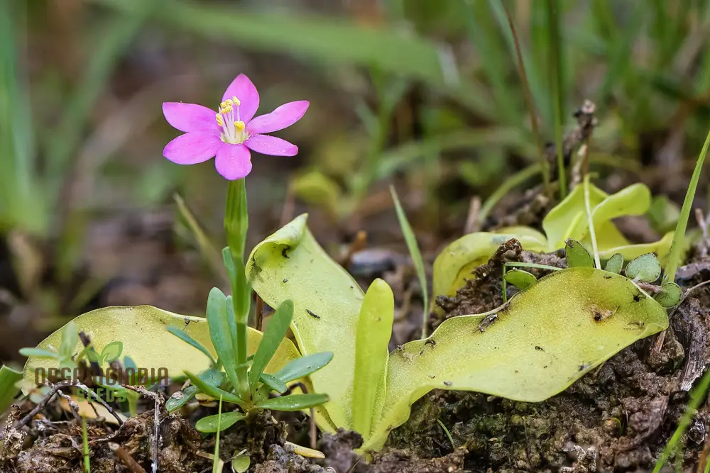 Centaurium Scilloides Seeds – Premium Wildflower Variety for Beautiful Garden Blooms - Image 4