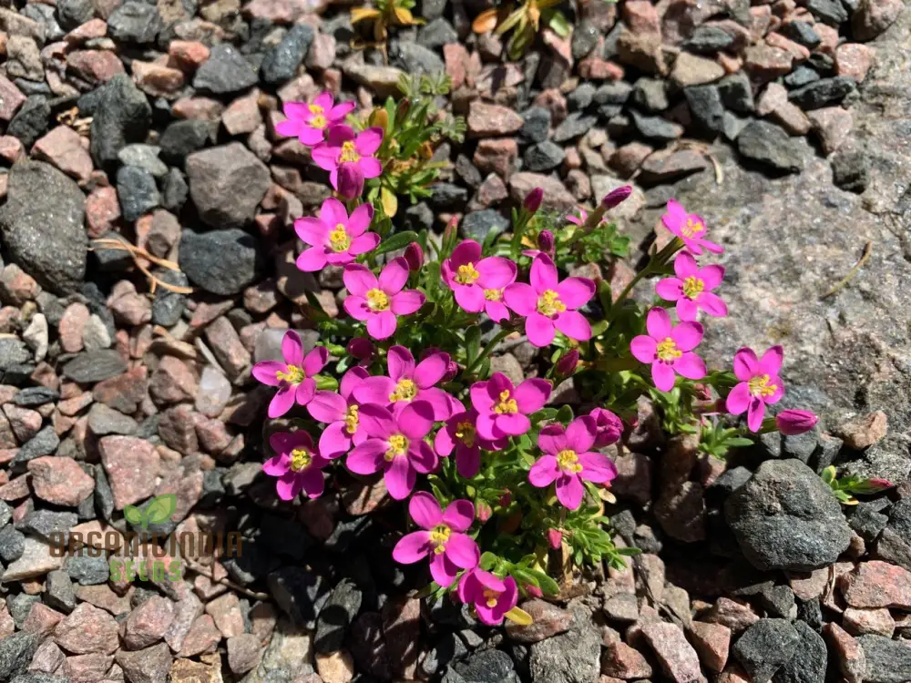 Centaurium Scilloides Seeds – Premium Wildflower Variety for Beautiful Garden Blooms - Image 5