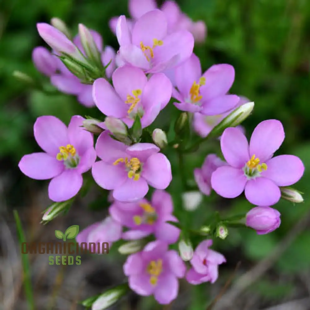 Centaurium Scilloides Seeds – Premium Wildflower Variety for Beautiful Garden Blooms - Image 6