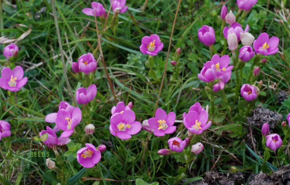 Centaurium Scilloides Seeds – Premium Wildflower Variety for Beautiful Garden Blooms - Image 7