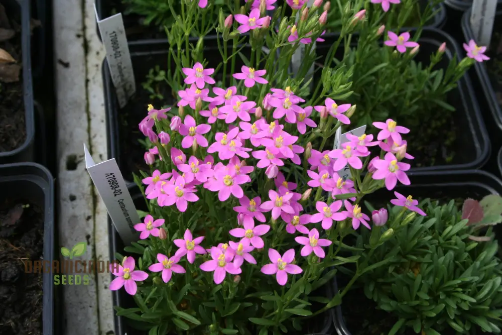 Centaurium Scilloides Seeds – Premium Wildflower Variety for Beautiful Garden Blooms - Image 8