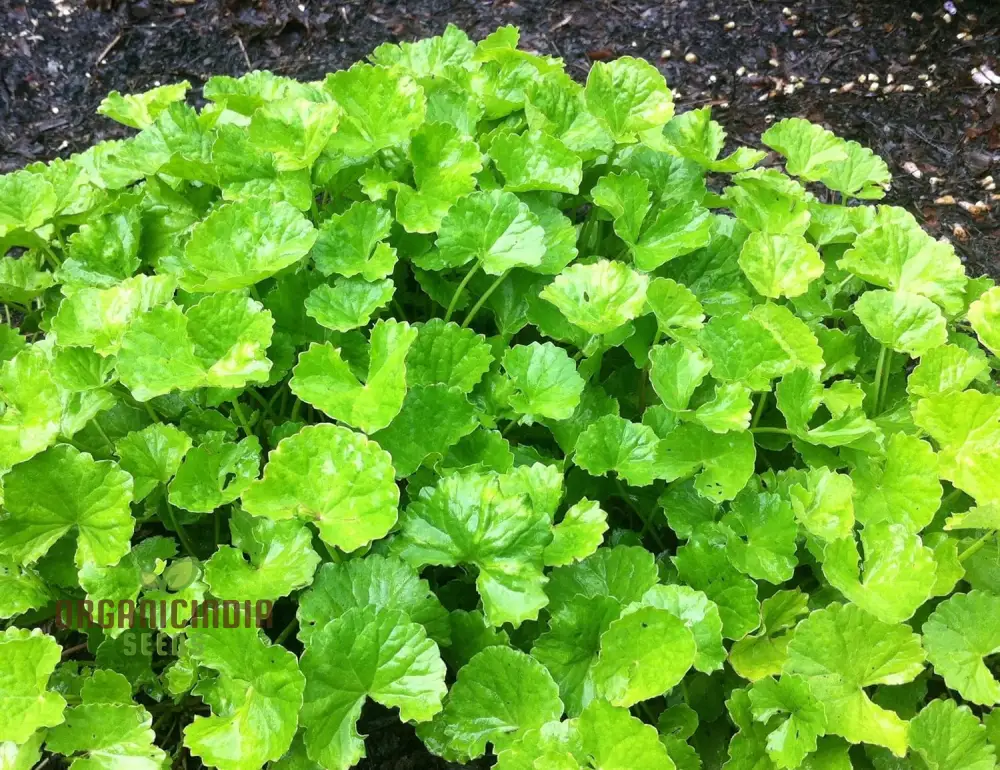 Centella Asiatica Seeds - Cultivate Your Own Medicinal and Nutritious Herb Garden - Image 2