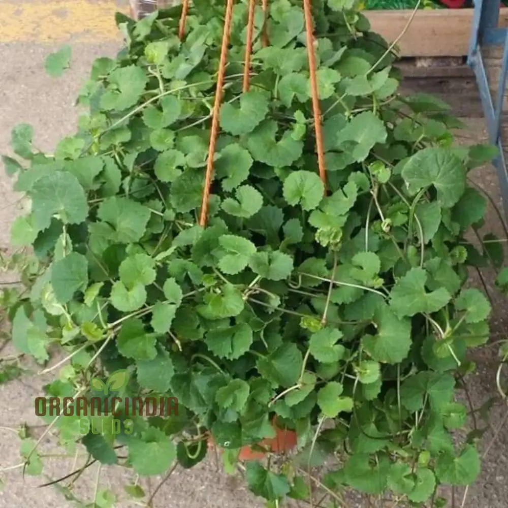 Centella Asiatica Seeds - Cultivate Your Own Medicinal and Nutritious Herb Garden - Image 3