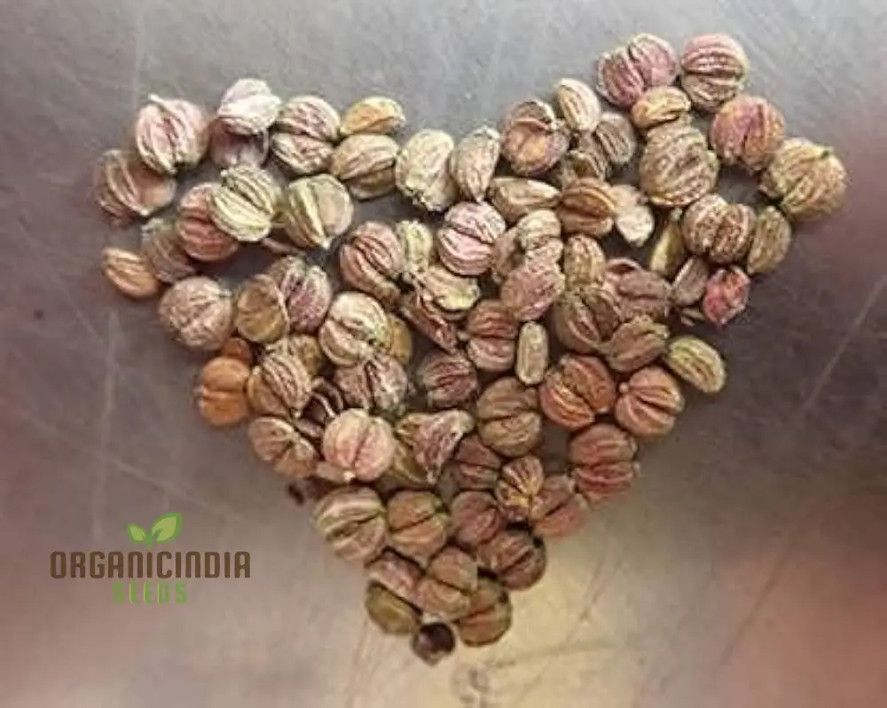 Centella Asiatica Seeds - Cultivate Your Own Medicinal and Nutritious Herb Garden - Image 4