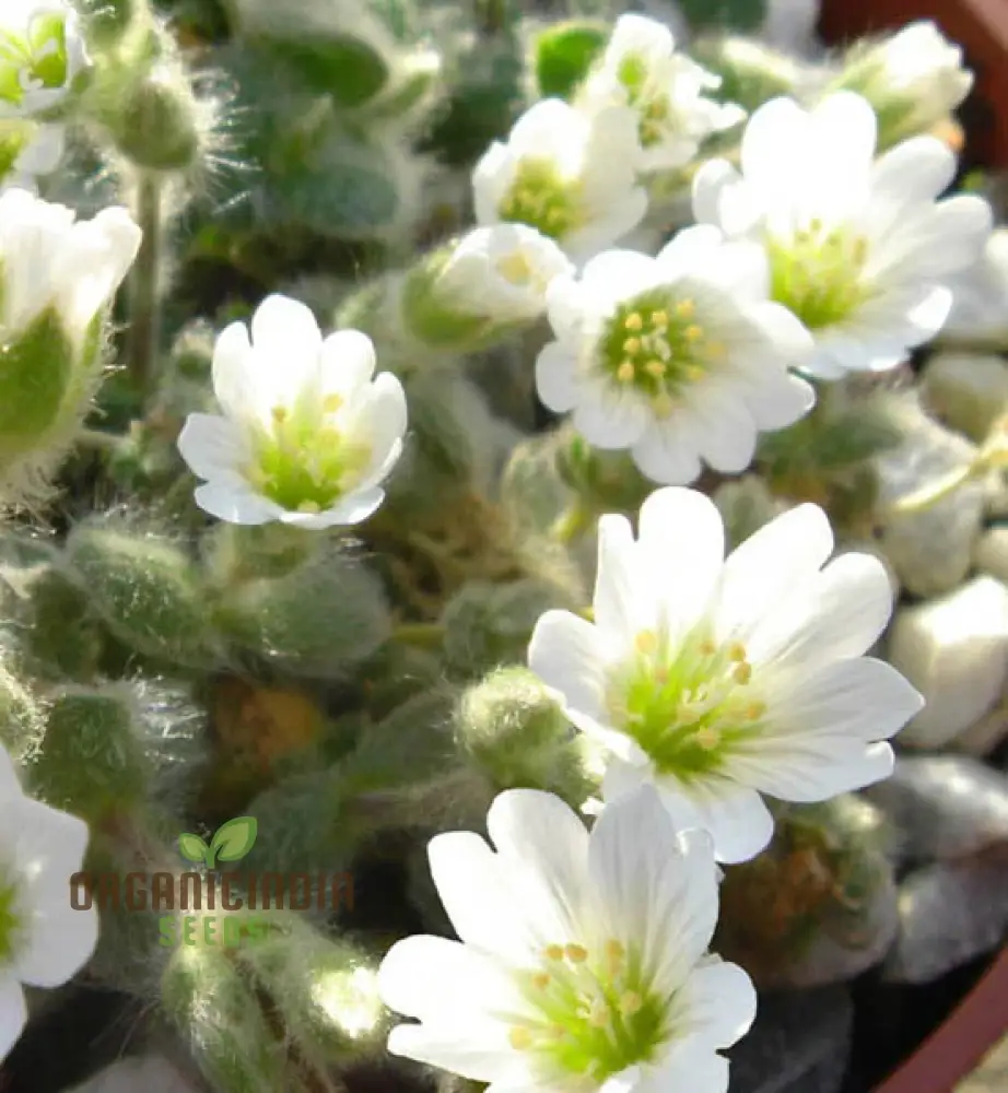 Cerastium Alpinum Lanatum Flower Seeds, Premium Quality Seeds for Beautiful Alpine Garden Blooms