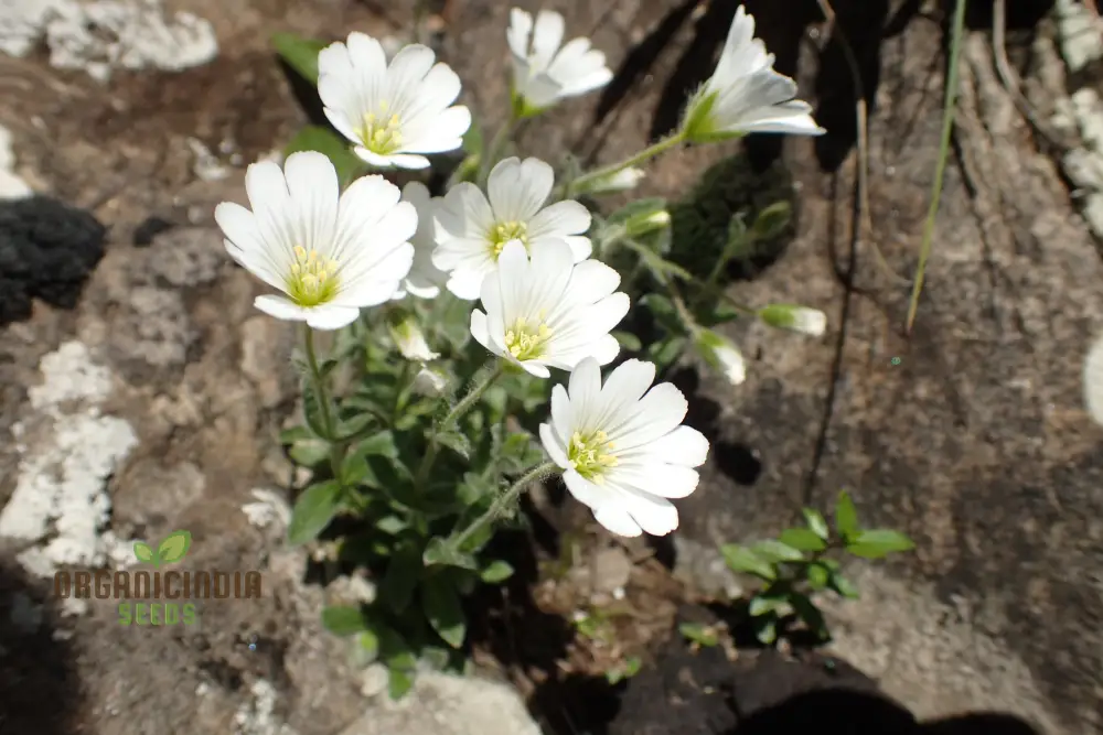 Cerastium Alpinum Lanatum Flower Seeds, Premium Quality Seeds for Beautiful Alpine Garden Blooms - Image 3