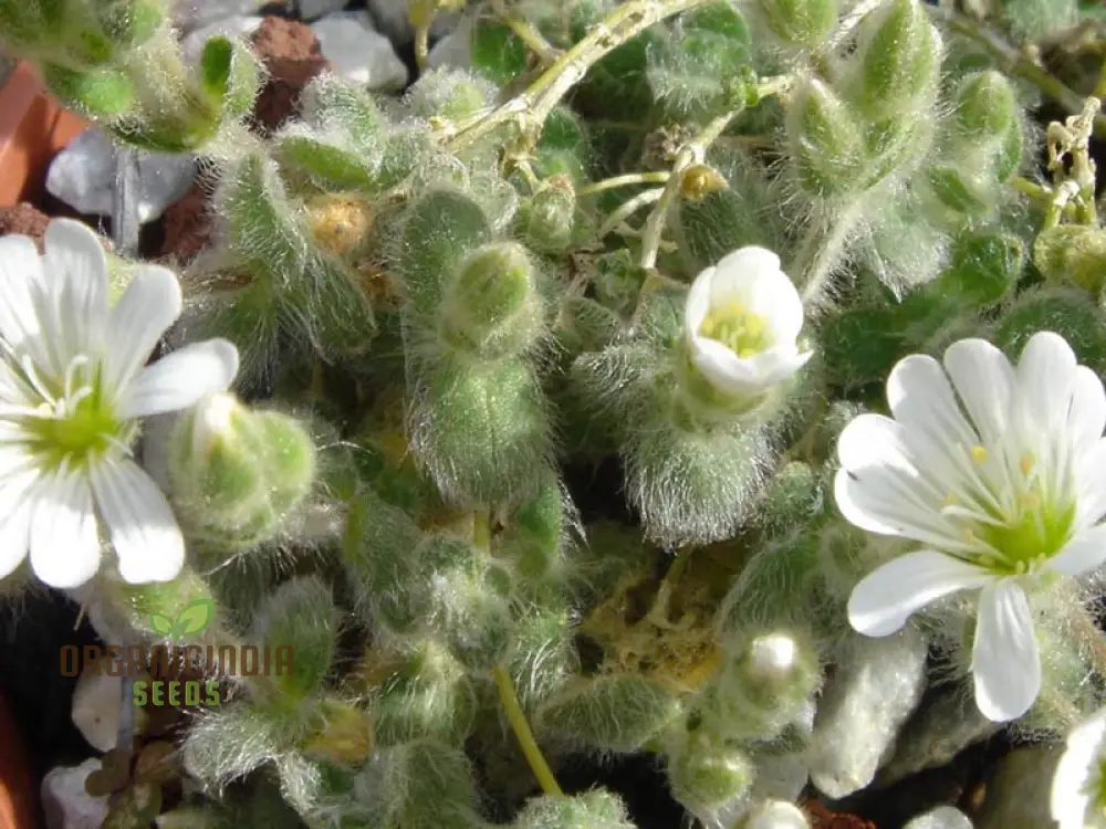 Cerastium Alpinum Lanatum Flower Seeds, Premium Quality Seeds for Beautiful Alpine Garden Blooms - Image 4