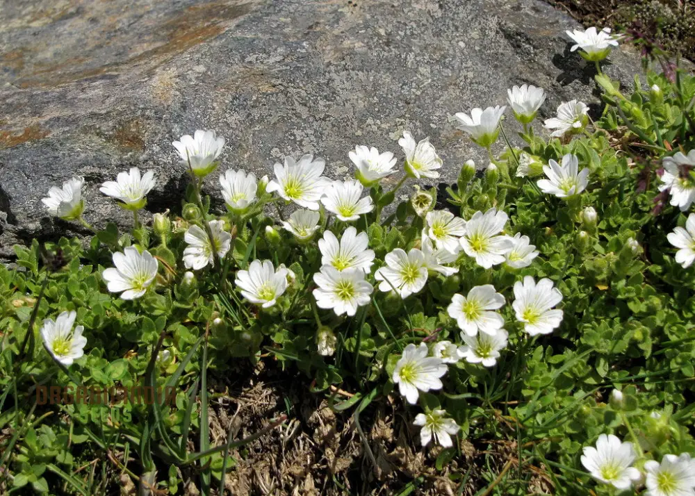 Cerastium Alpinum Lanatum Flower Seeds, Premium Quality Seeds for Beautiful Alpine Garden Blooms - Image 5