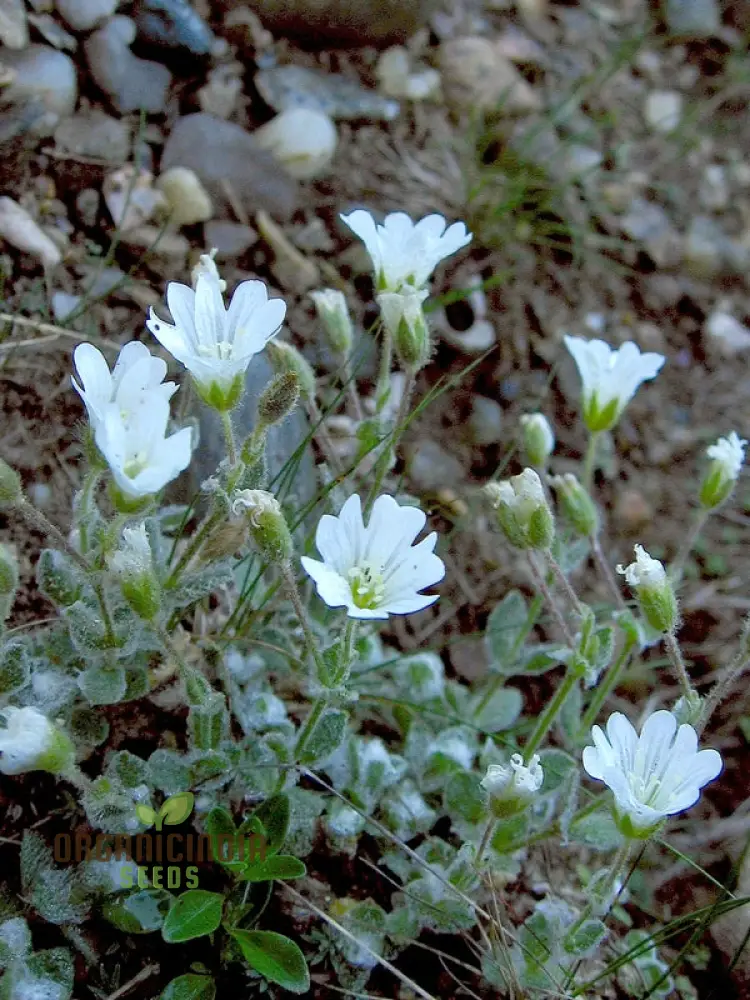Cerastium Alpinum Lanatum Flower Seeds, Premium Quality Seeds for Beautiful Alpine Garden Blooms - Image 6