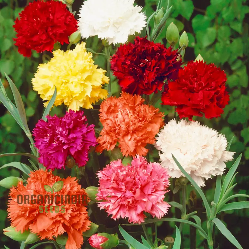 Chabaud Mix Seeds - Fragrant Double Hollyhocks for Gardeners | Premium Flower Seeds