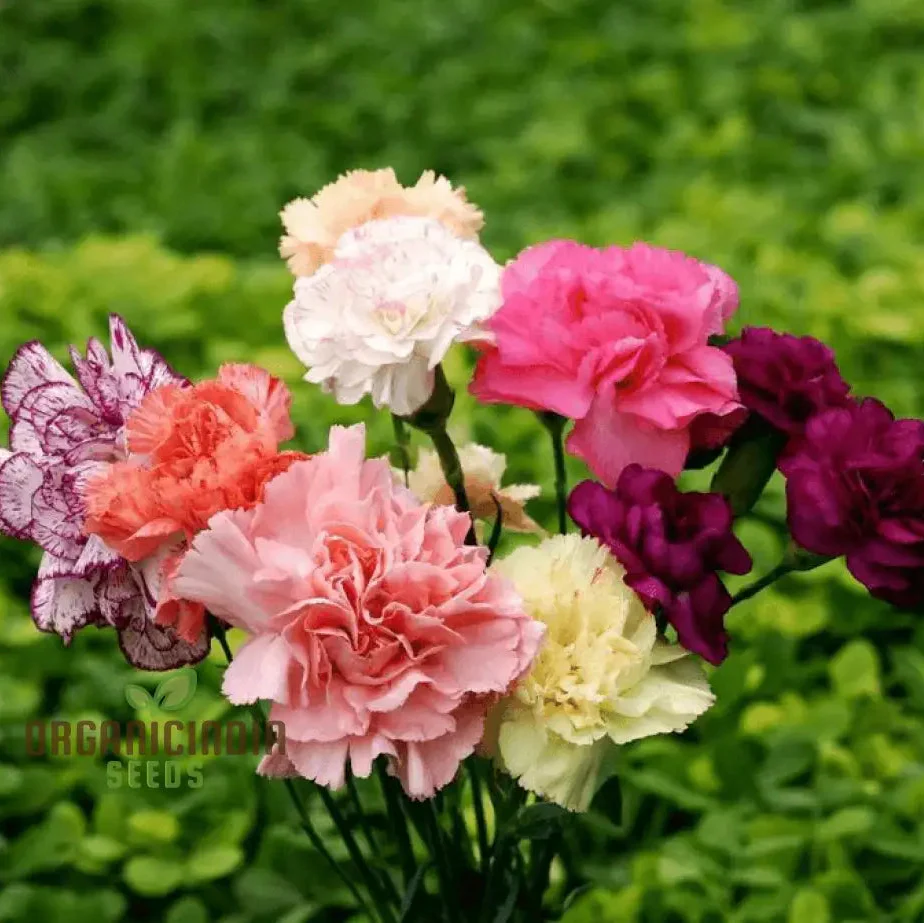Chabaud Mix Seeds - Fragrant Double Hollyhocks for Gardeners | Premium Flower Seeds - Image 3