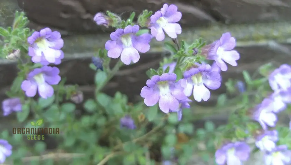 Chaenorhinum 'Blue Dream' Flower Seeds, Premium Quality Seeds for Stunning Garden Blooms - Image 3