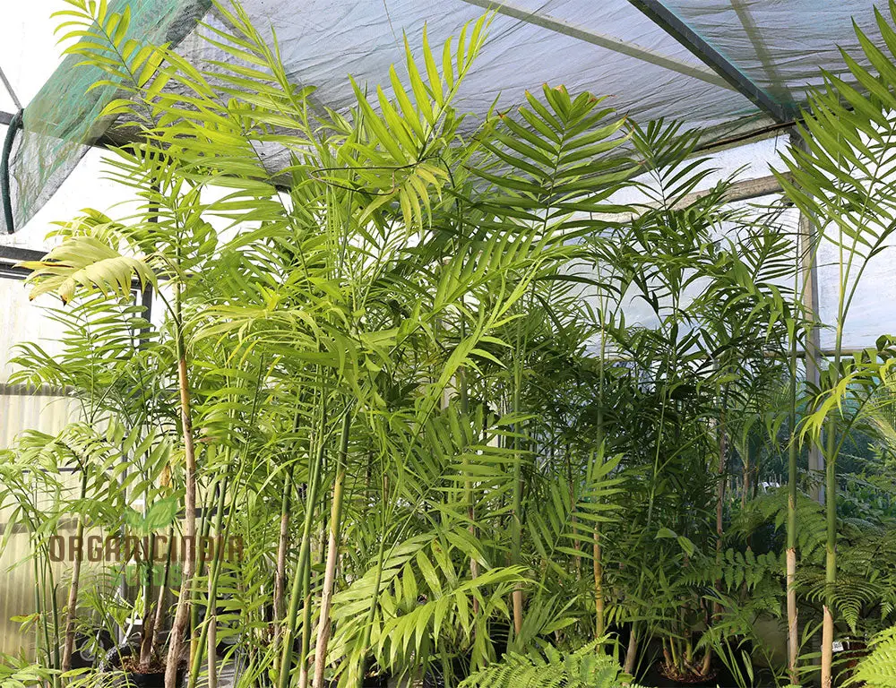 Chamaedorea Costaricana Seeds for Planting, Premium Quality Seeds for Exquisite Indoor Garden