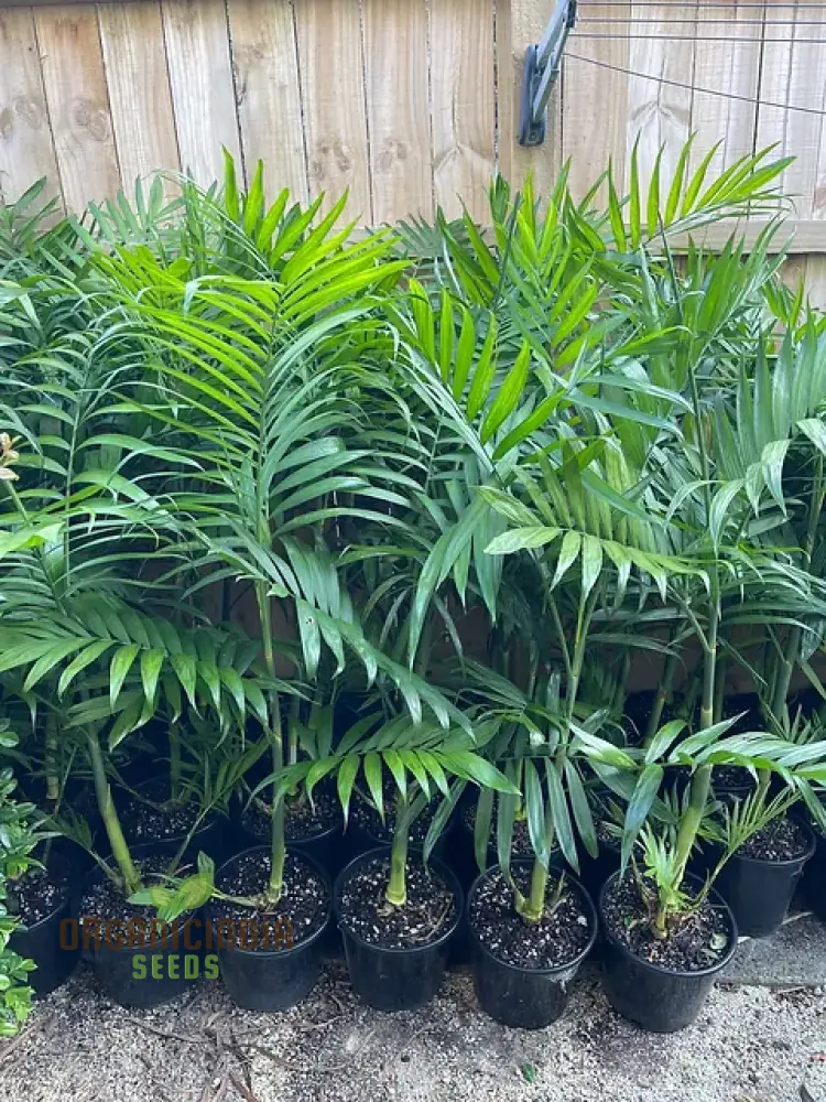 Chamaedorea Costaricana Seeds for Planting, Premium Quality Seeds for Exquisite Indoor Garden - Image 3