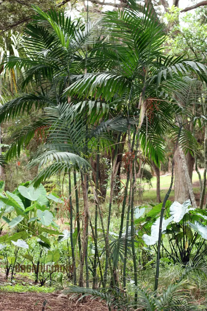 Chamaedorea Costaricana Seeds for Planting, Premium Quality Seeds for Exquisite Indoor Garden - Image 4