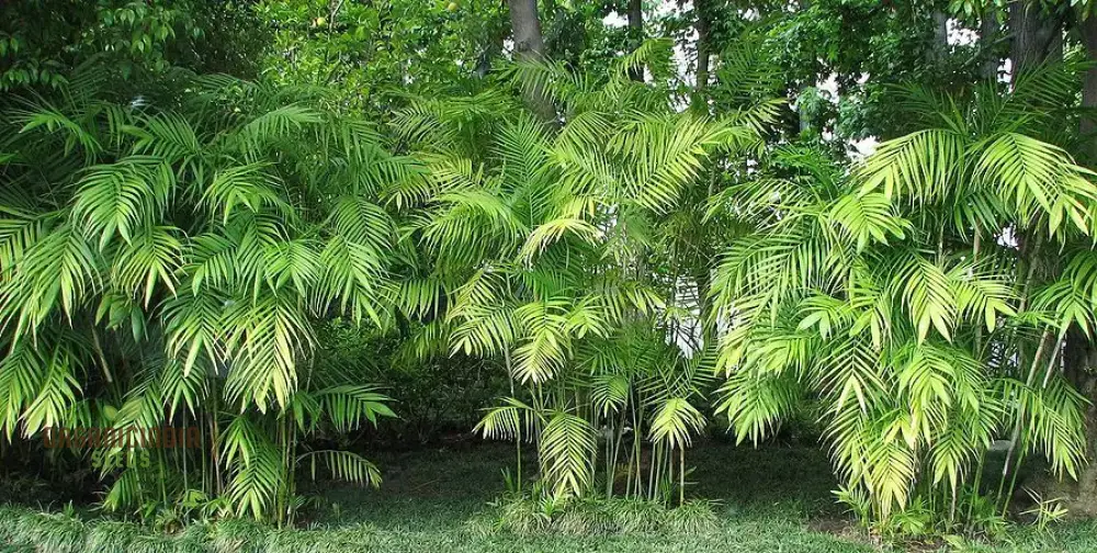 Chamaedorea Seifrizii Seeds for Planting, Premium Quality Seeds for Indoor Gardening