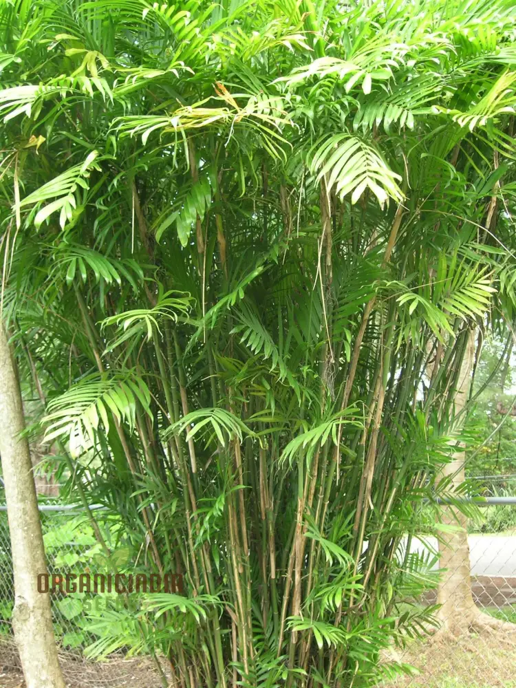 Chamaedorea Seifrizii Seeds for Planting, Premium Quality Seeds for Indoor Gardening - Image 2