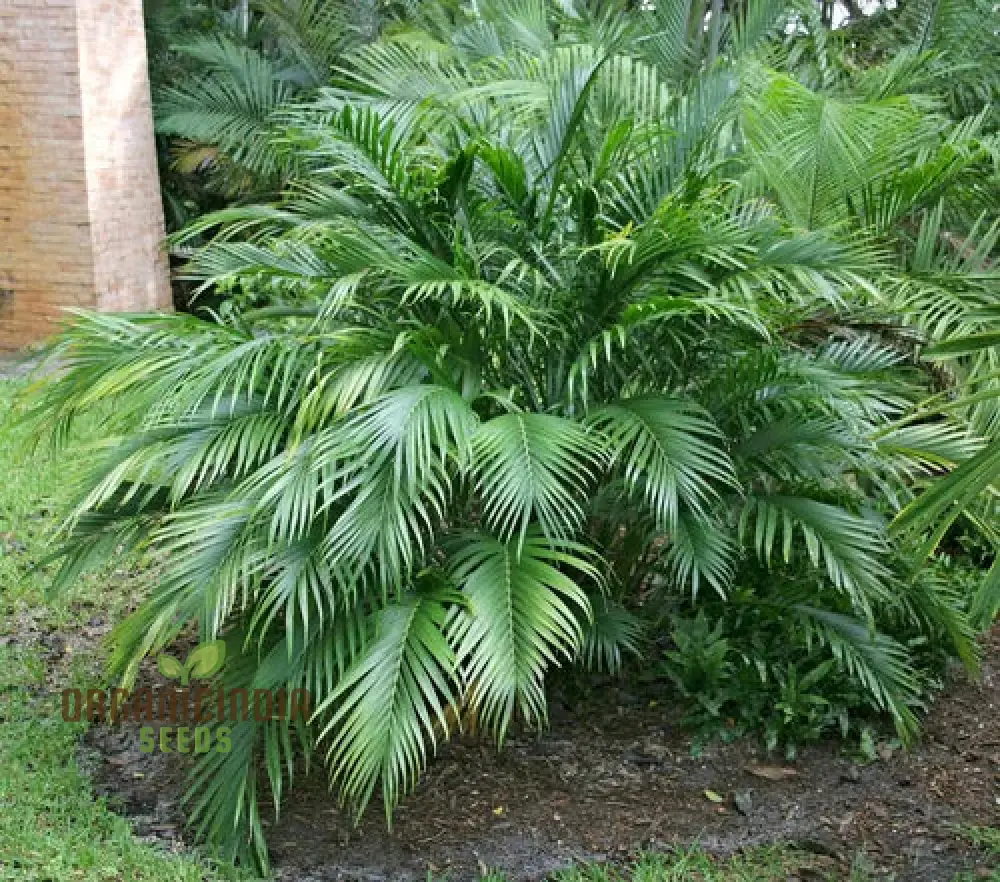 Chamaedorea Seifrizii Seeds for Planting, Premium Quality Seeds for Indoor Gardening - Image 3