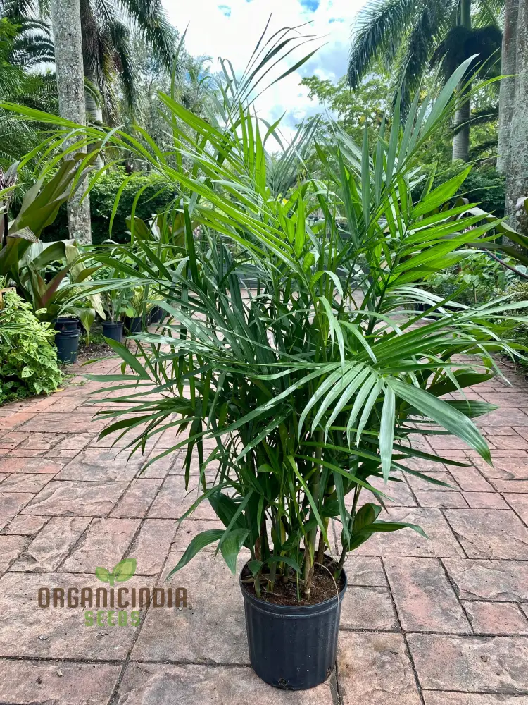 Chamaedorea Seifrizii Seeds for Planting, Premium Quality Seeds for Indoor Gardening - Image 4