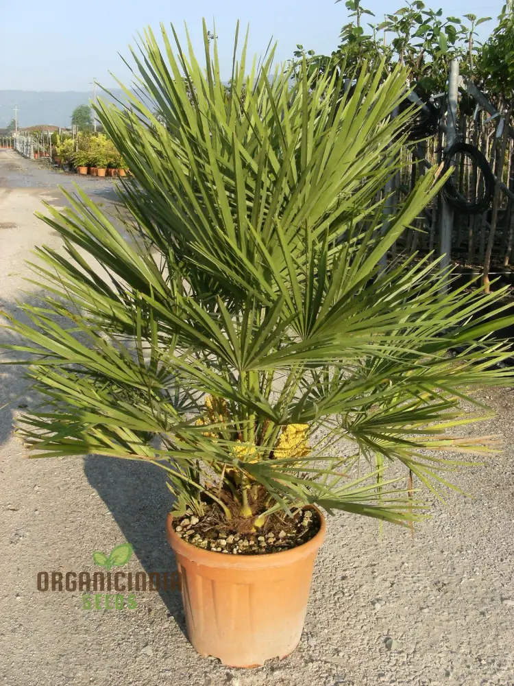 Chamaerops Humilis Seeds for Planting, Premium Quality Seeds for Gardening