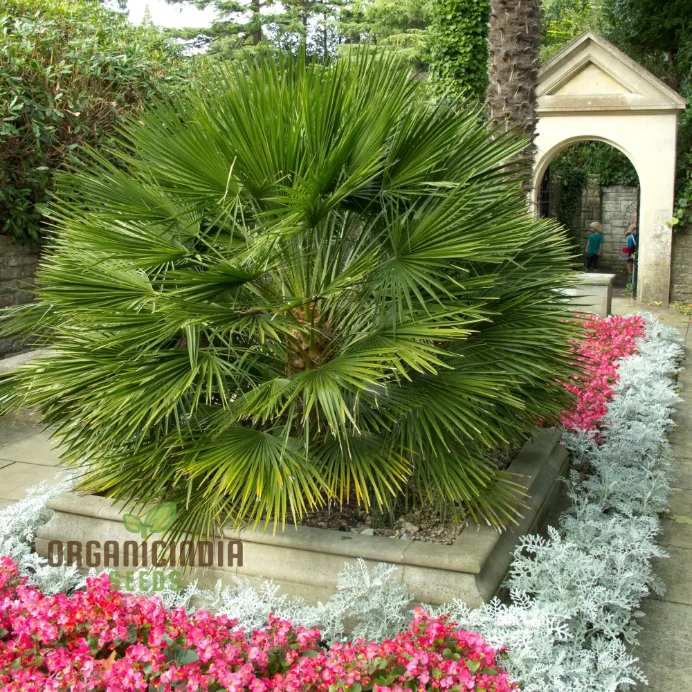 Chamaerops Humilis Seeds for Planting, Premium Quality Seeds for Gardening - Image 2
