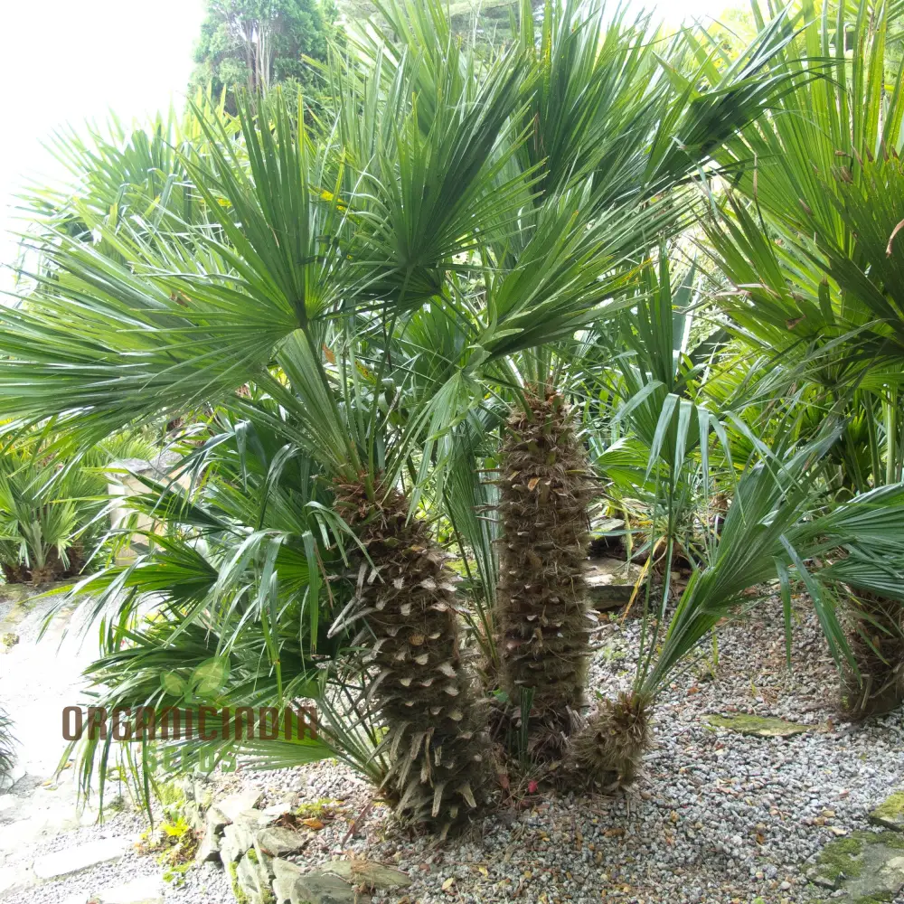 Chamaerops Humilis Seeds for Planting, Premium Quality Seeds for Gardening - Image 3