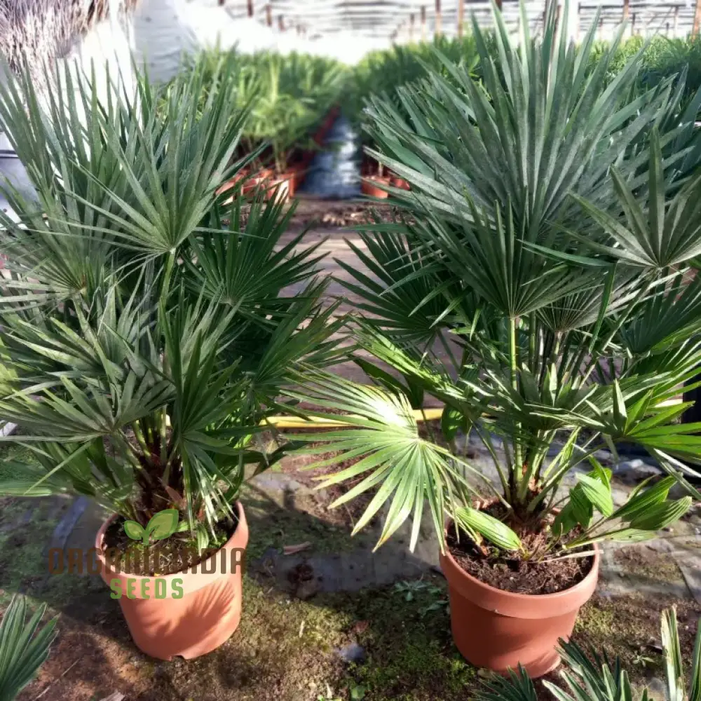 Chamaerops Humilis Seeds for Planting, Premium Quality Seeds for Gardening - Image 4