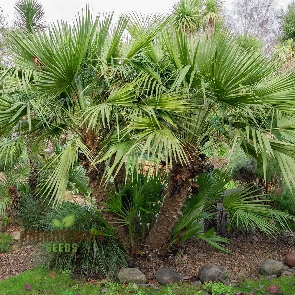 Chamaerops Humilis Seeds for Planting, Premium Quality Seeds for Gardening - Image 5