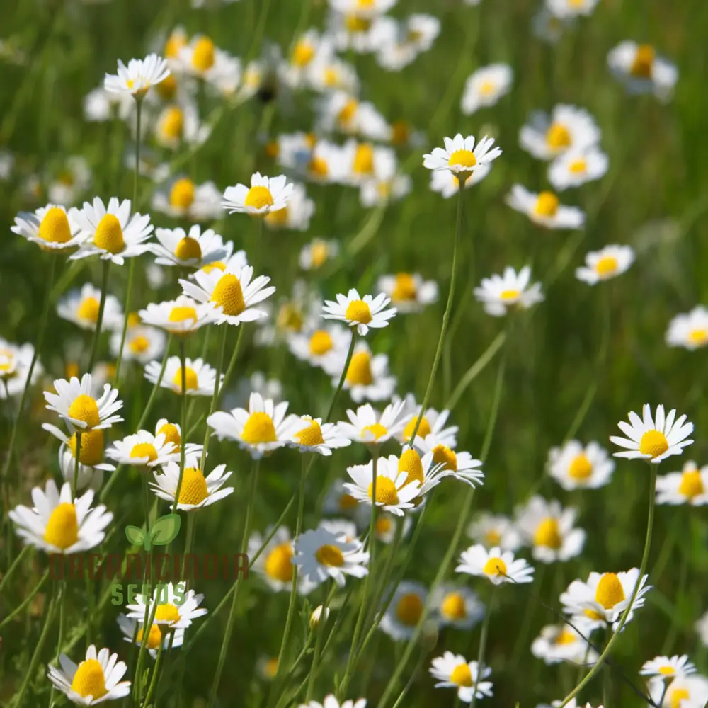 Chamomile Seeds – Anthemis Nobilis – Calming Aromatic Herb for Garden Planting