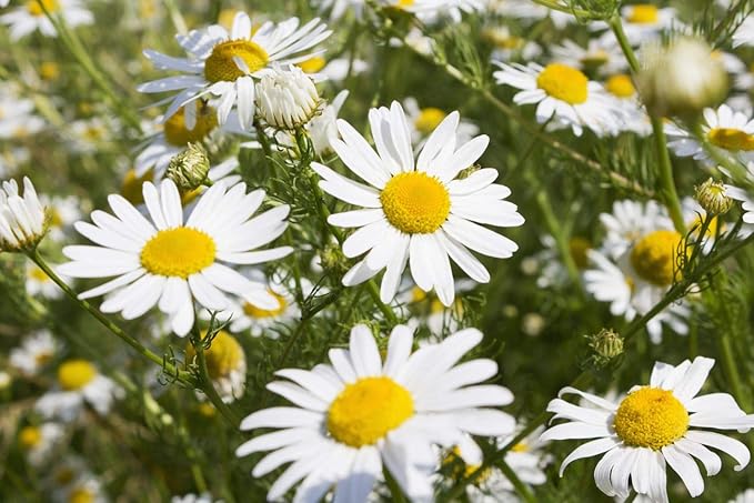 Chamomile Seeds – Anthemis Nobilis – Calming Aromatic Herb for Garden Planting - Image 7