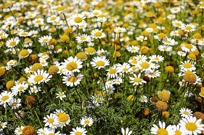 Chamomile Seeds – Anthemis Nobilis – Calming Aromatic Herb for Garden Planting - Image 8