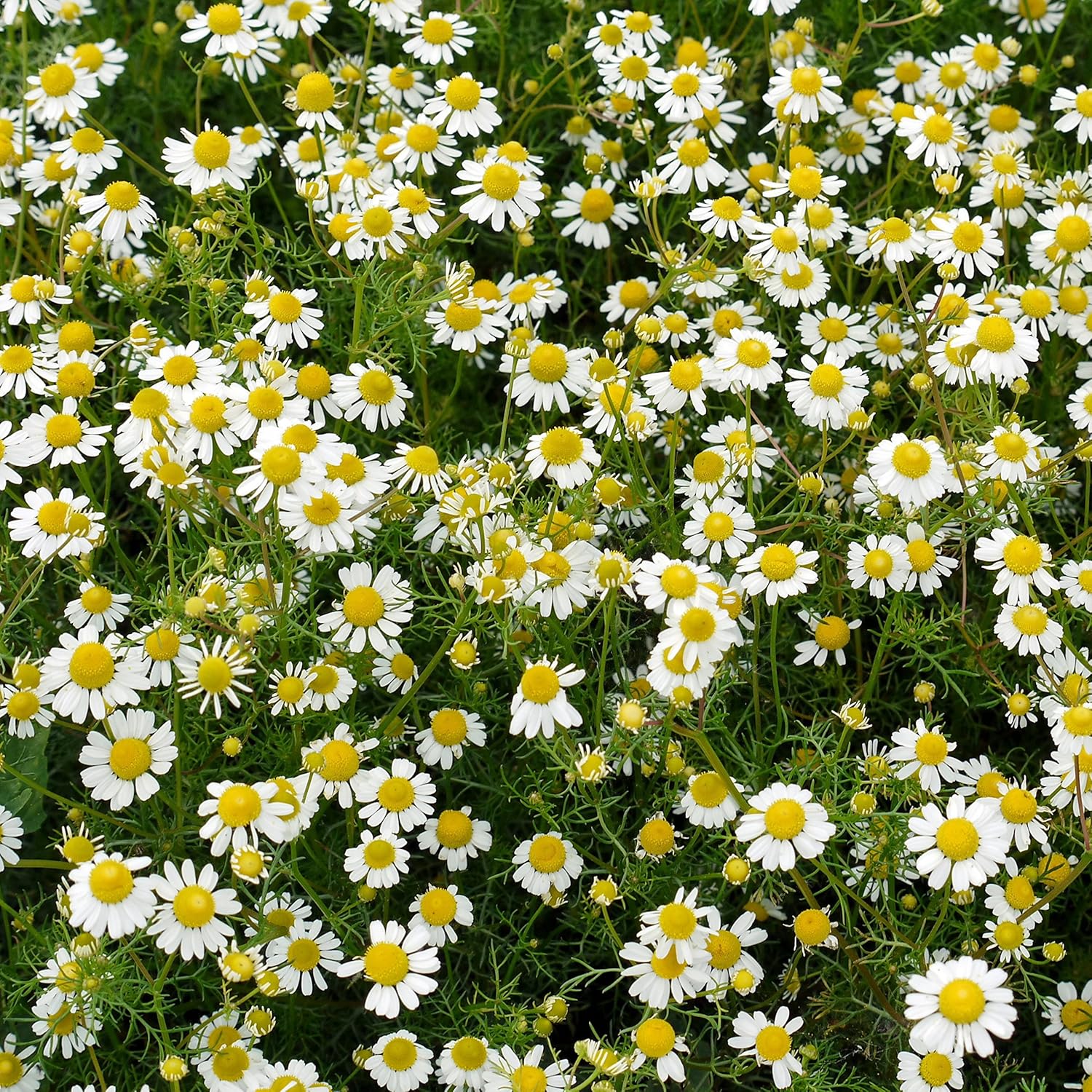 Chamomile Seeds – Anthemis Nobilis – Calming Aromatic Herb for Garden Planting - Image 9