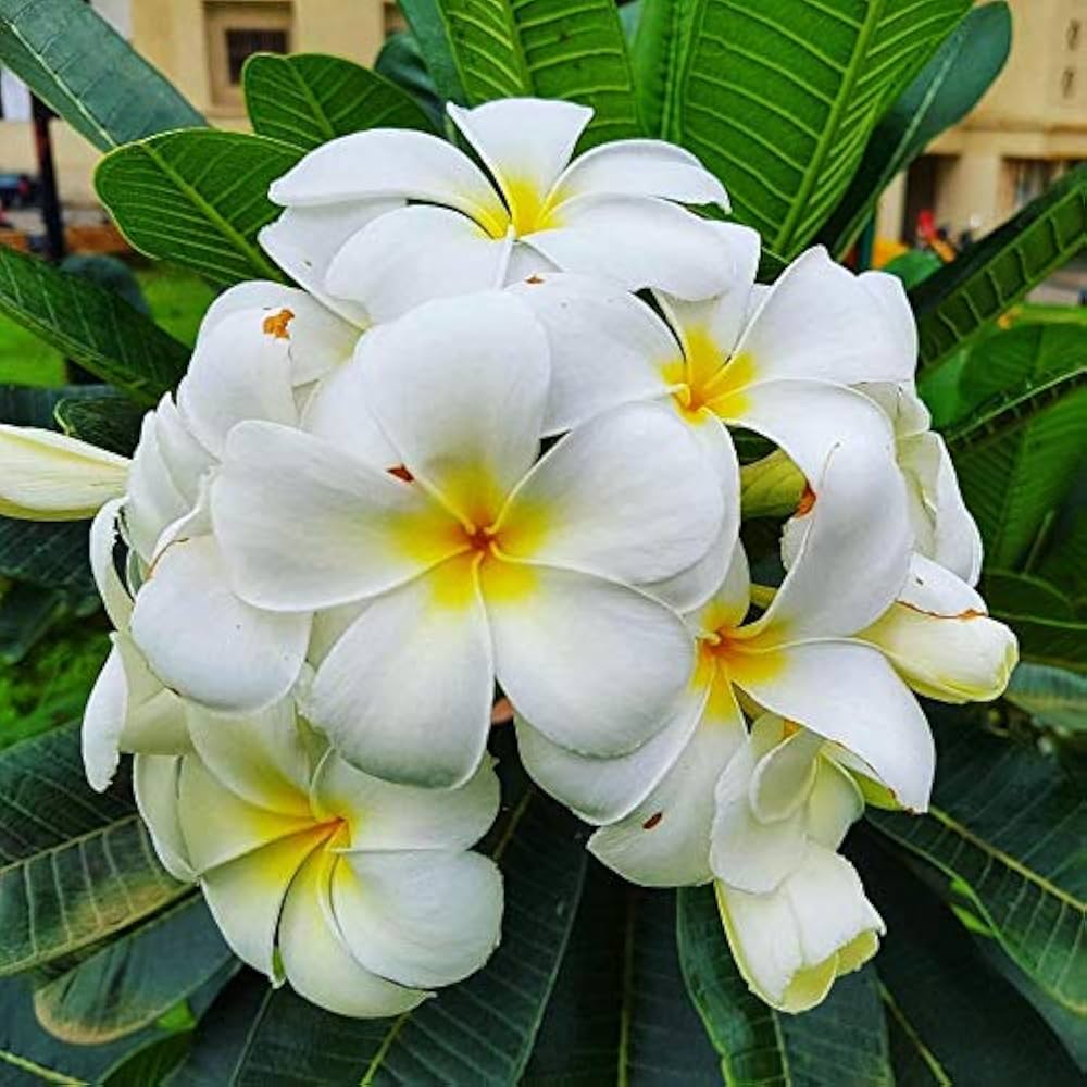 Champa Seeds for Planting - 100 pcs - Image 3