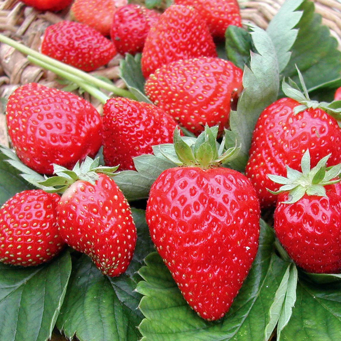 Chandler Strawberry Seeds for Planting – Large, Juicy & Flavorful Berries - Image 2