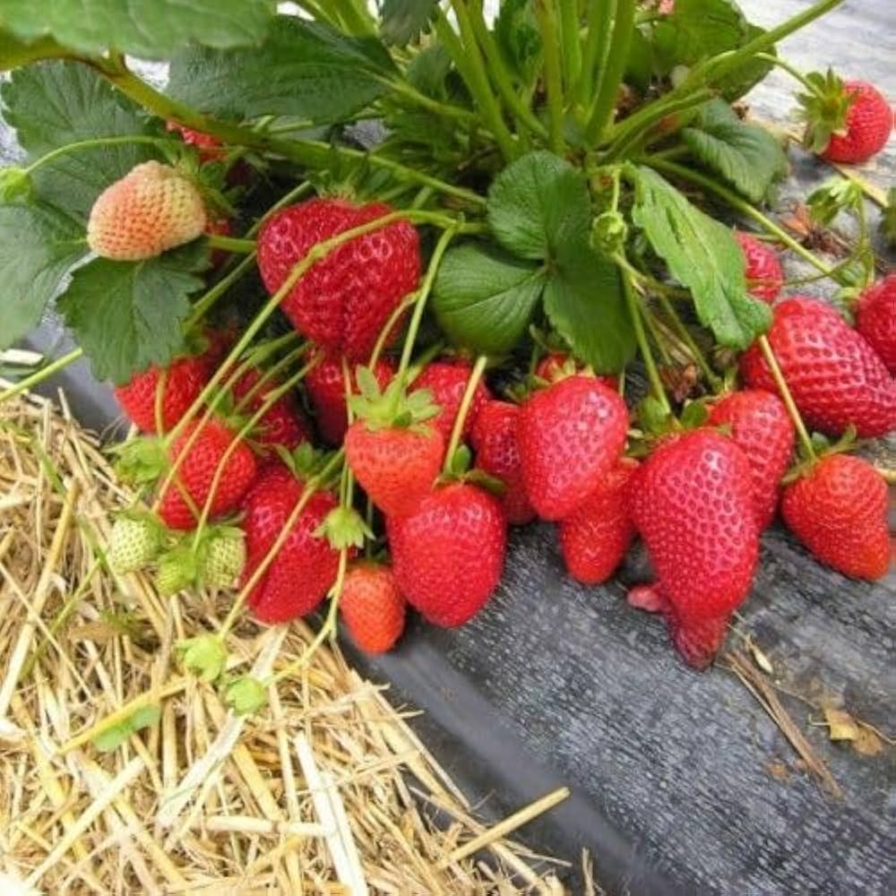 Chandler Strawberry Seeds for Planting – Large, Juicy & Flavorful Berries - Image 3