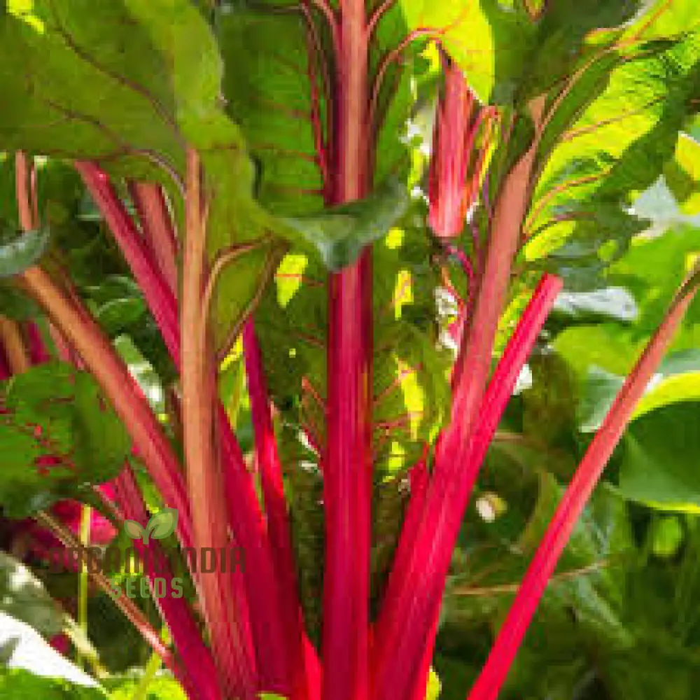 CHARD RHUBARB Seeds for Vibrant Gardens | Buy Seeds Online