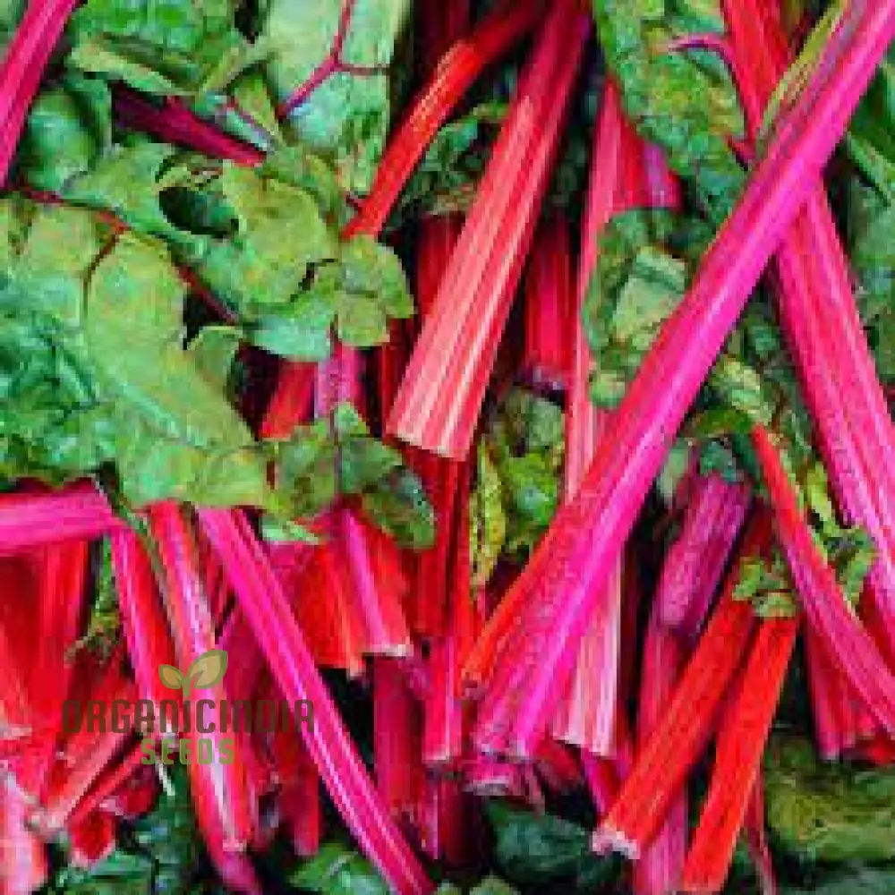 CHARD RHUBARB Seeds for Vibrant Gardens | Buy Seeds Online - Image 3