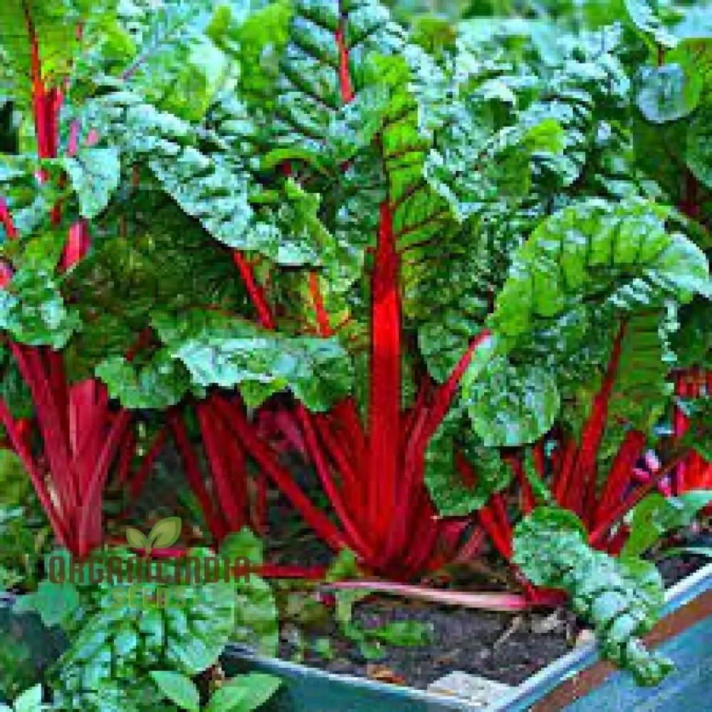 CHARD RHUBARB Seeds for Vibrant Gardens | Buy Seeds Online - Image 4
