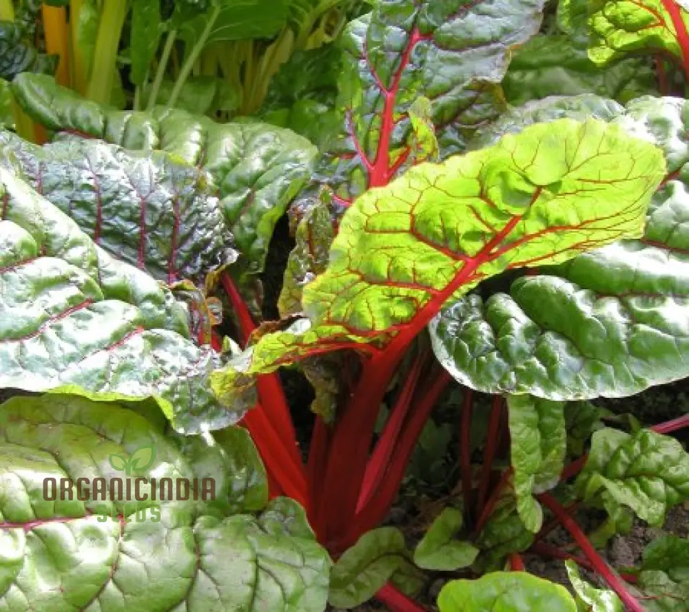 CHARD RHUBARB Seeds for Vibrant Gardens | Buy Seeds Online - Image 5