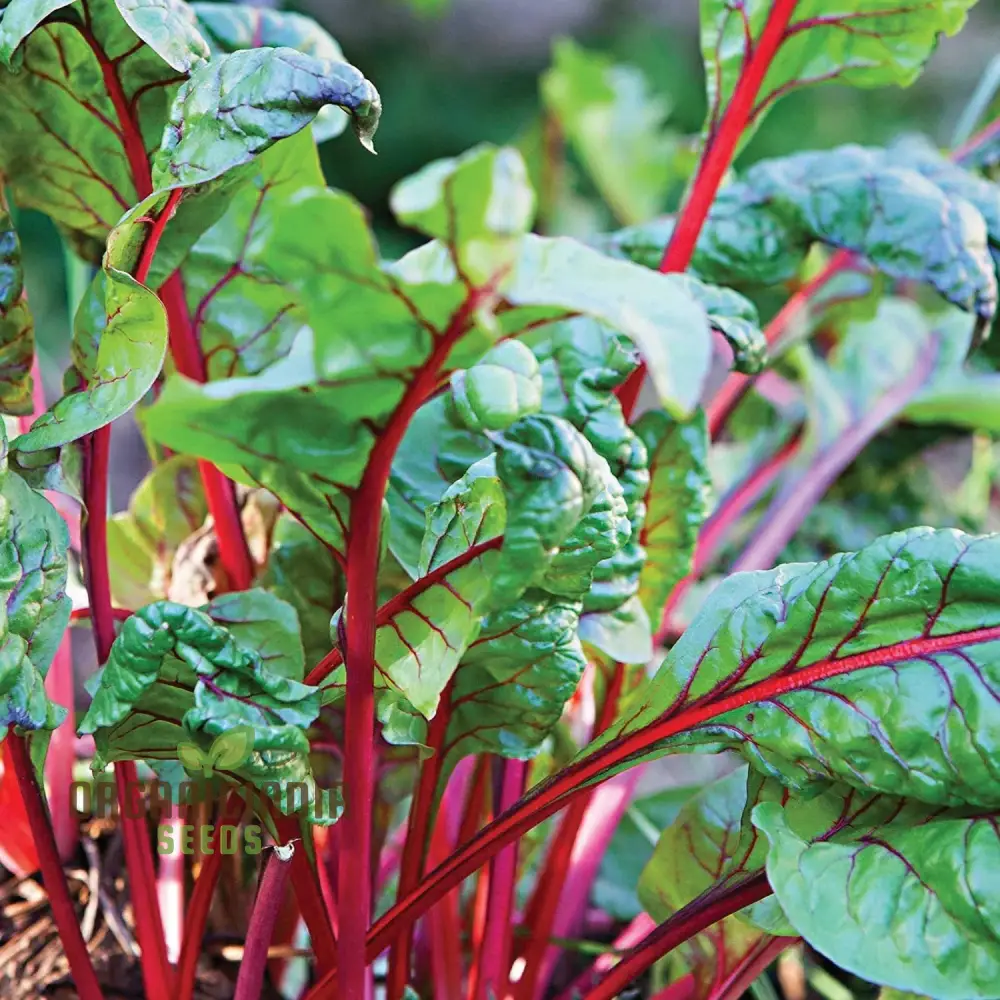 CHARD RHUBARB Seeds for Vibrant Gardens | Buy Seeds Online - Image 6
