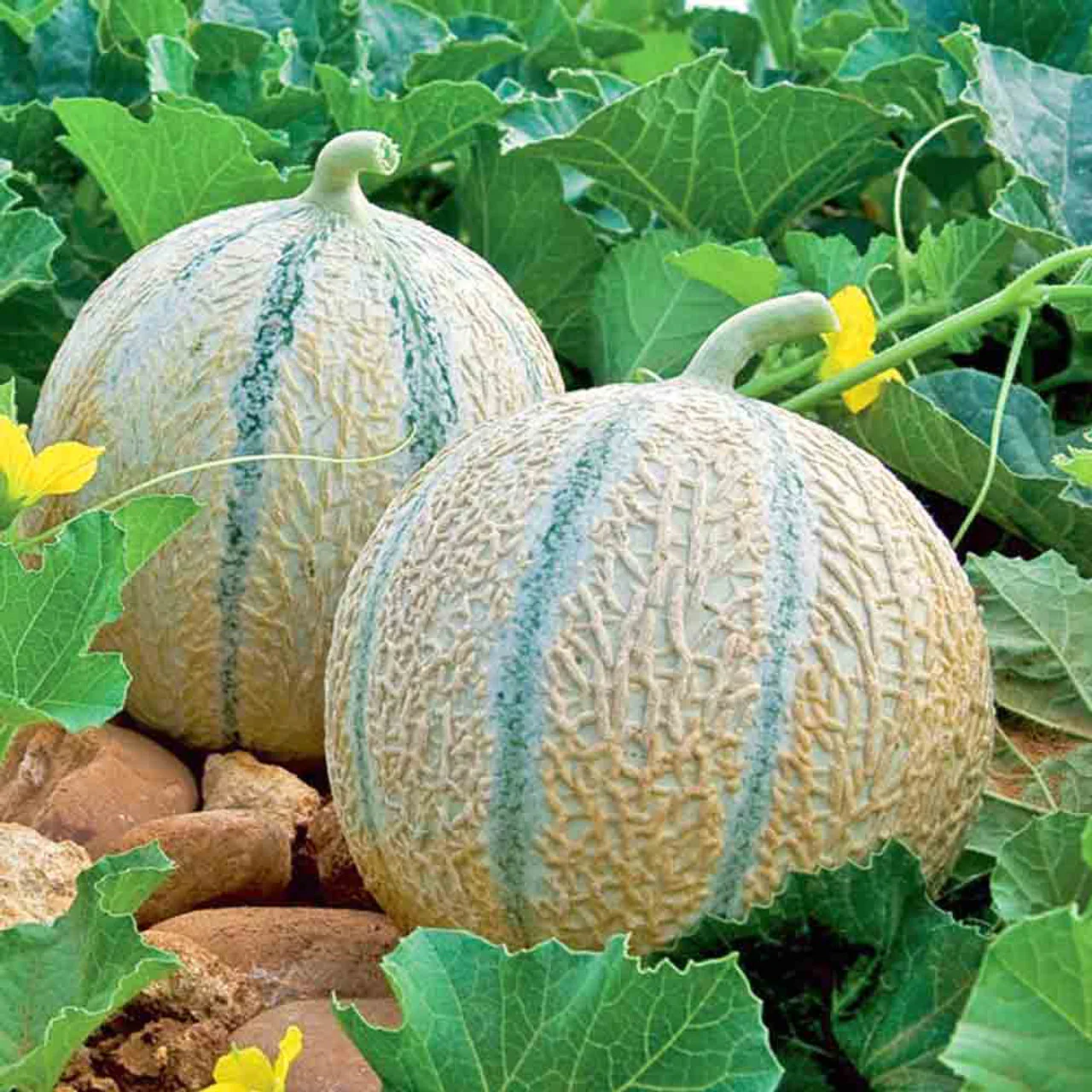 Charentais Melon Seeds for Your Bountiful Garden