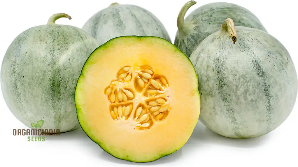 Charentais Melon Seeds for Your Bountiful Garden - Image 3