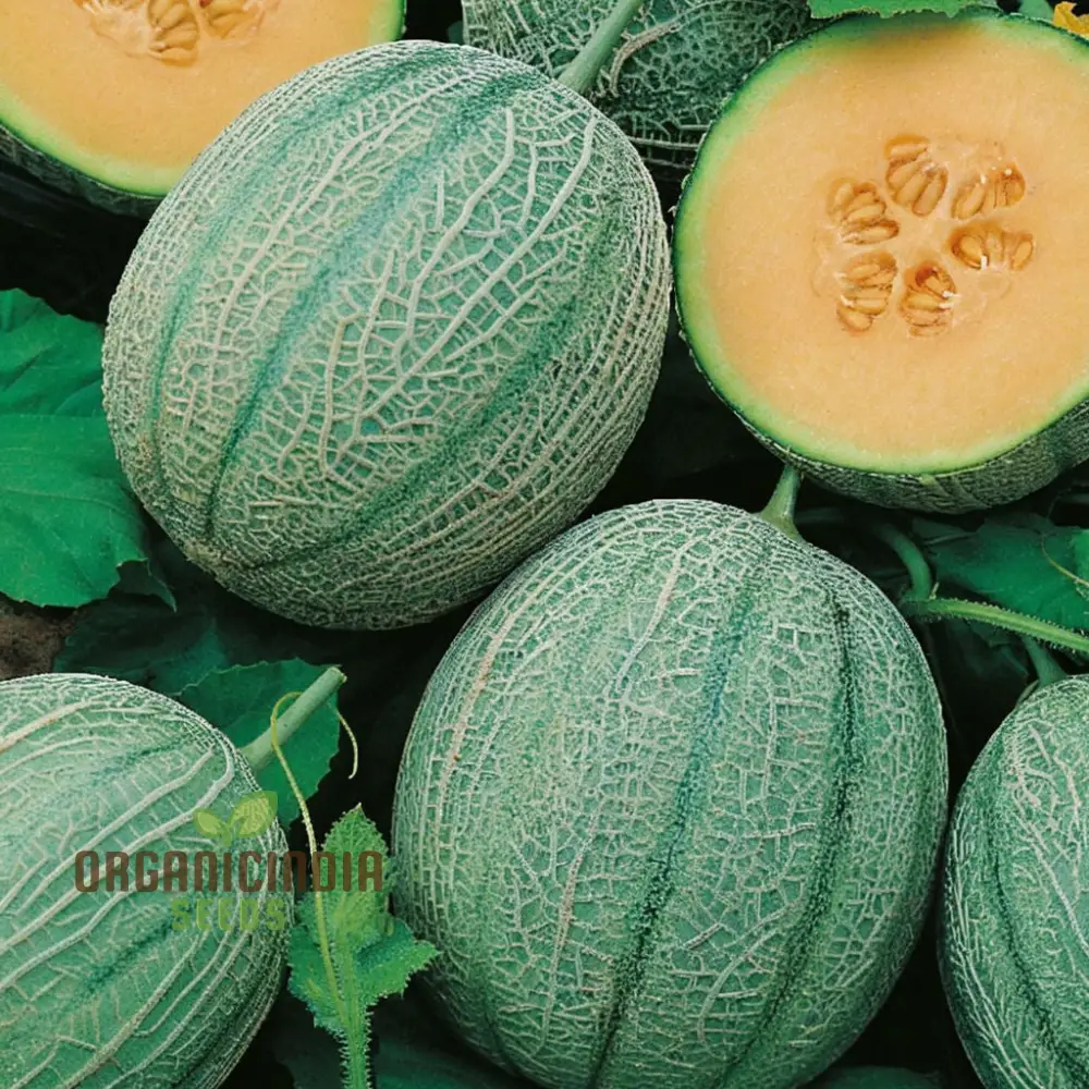Charentais Melon Seeds for Your Bountiful Garden - Image 4
