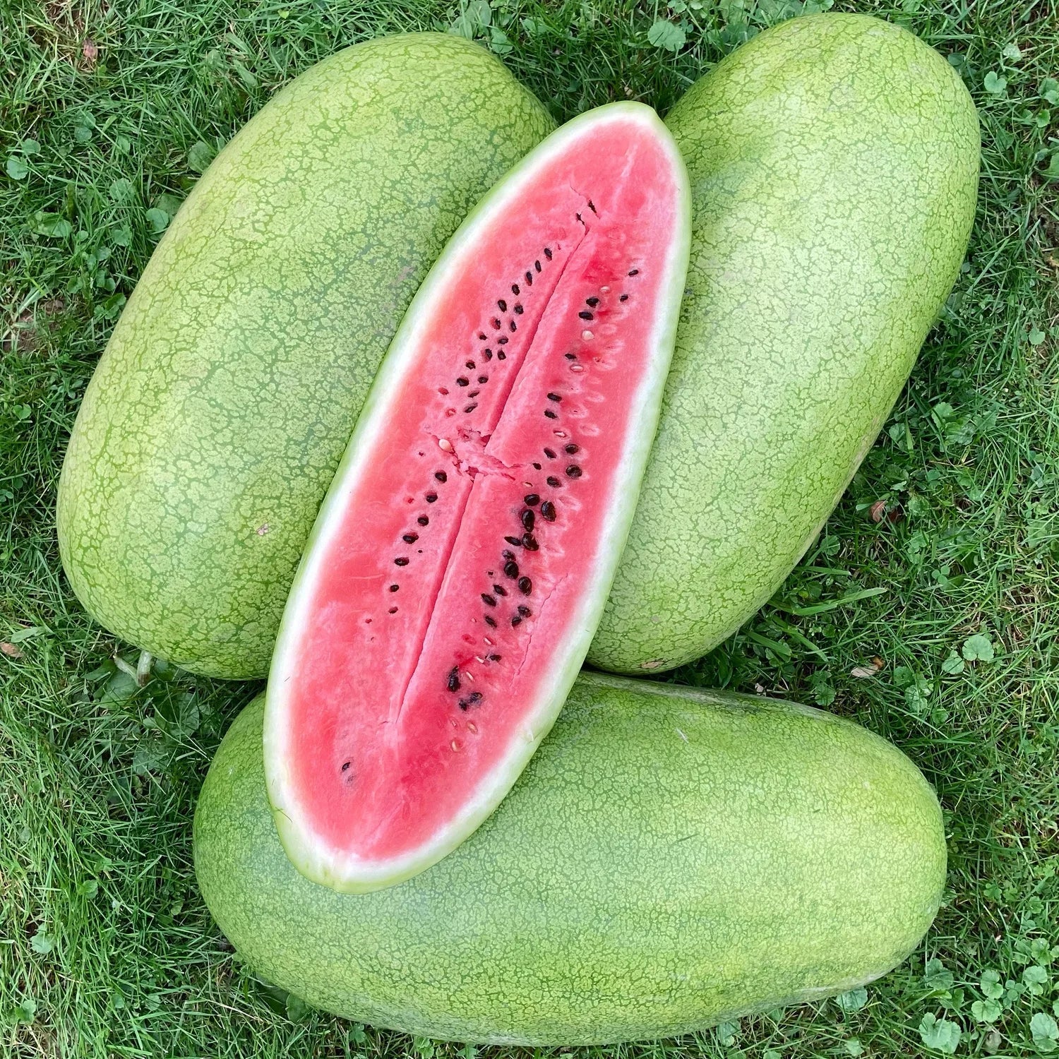 Charleston Gray Watermelon (Citrullus lanatus) – Red Fruit Melon Seeds