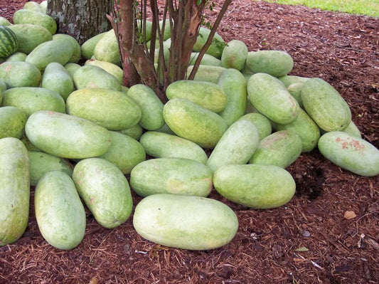 Charleston Gray Watermelon (Citrullus lanatus) – Red Fruit Melon Seeds - Image 3