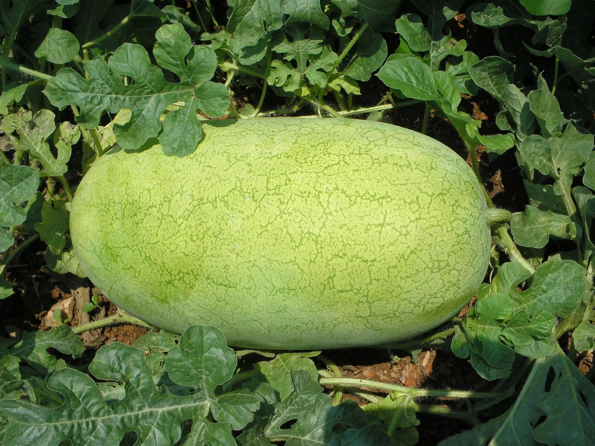 Charleston Gray Watermelon (Citrullus lanatus) – Red Fruit Melon Seeds - Image 5