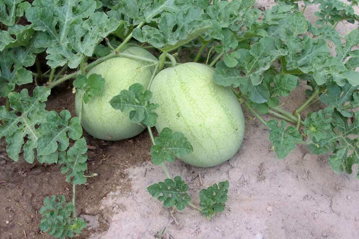 Charleston Gray Watermelon (Citrullus lanatus) – Red Fruit Melon Seeds - Image 6