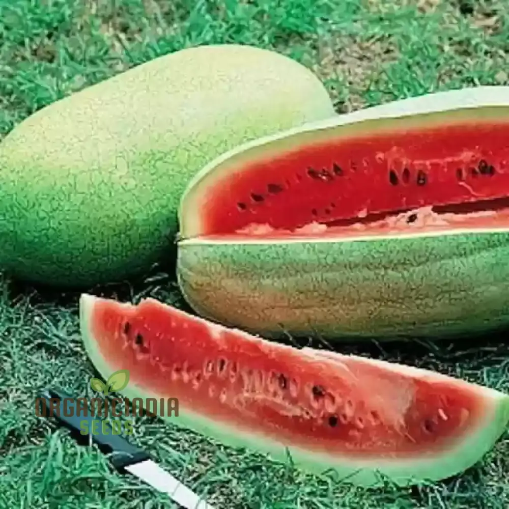 Charleston Grey Seeds for Bountiful Harvest | Perfect for Home Gardening Enthusiasts | Premium Quality Seeds for a Sweet and Juicy Watermelon Crop