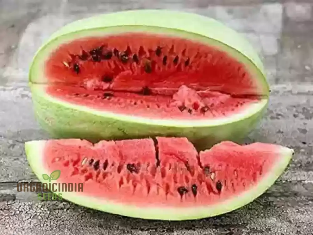 Charleston Grey Seeds for Bountiful Harvest | Perfect for Home Gardening Enthusiasts | Premium Quality Seeds for a Sweet and Juicy Watermelon Crop - Image 2